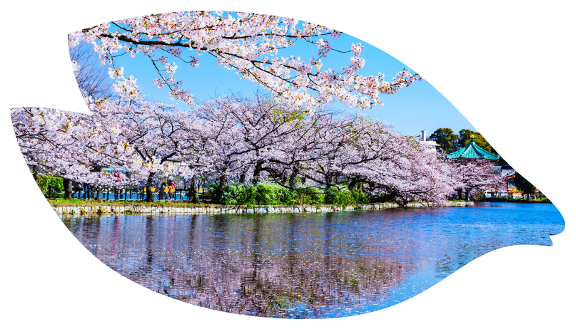 2026日本、韓國賞櫻行程，東京、關西、九州與釜山鎮海櫻花季